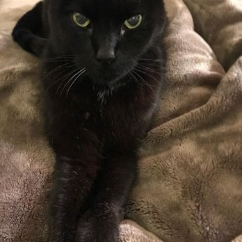 Cat Clinic - Bubba cat at 21 1/2 years old. - Pet Sitting Near Me - Costa Mesa, California Cat Clinic - Bubba cat at 21 1/2 years old. - Pet Sitting Near Me - Costa Mesa, California