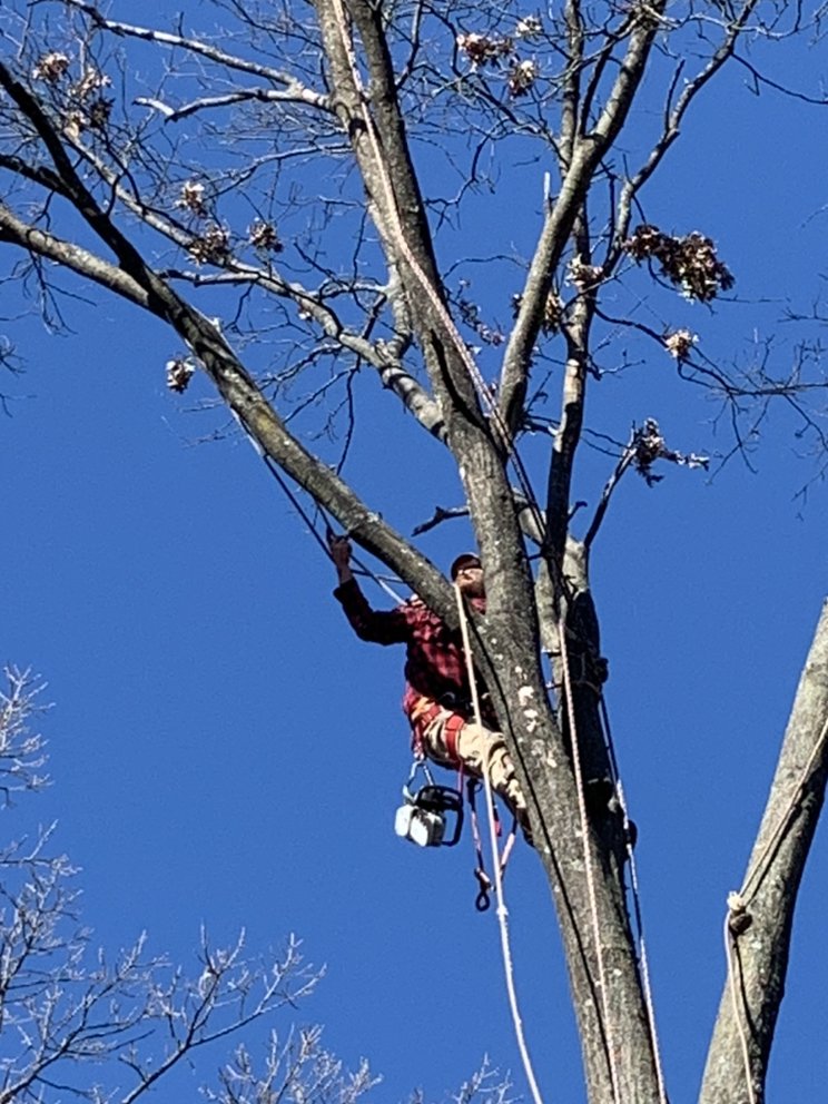 JW TREE SERVICE AND LAWN CARE Updated September 2024 Festus