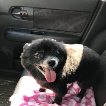 K9 Karousel - Keela - Pet Groomers Near Me - Anaheim, California