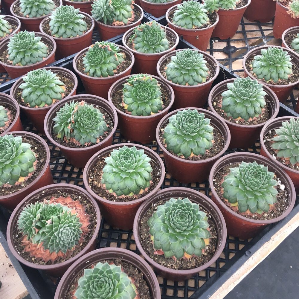 North County Roots Nursery - Plants I got last year at the clearance sale! - Nurseries & Gardening Near Me - Valley Center, California
