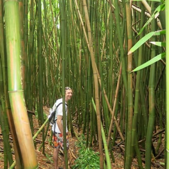 Bamboo Forest - Active Life Near Me - Uninc Maui, Hawaii