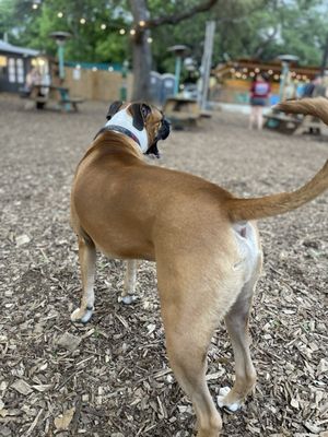The Watering Bowl by null