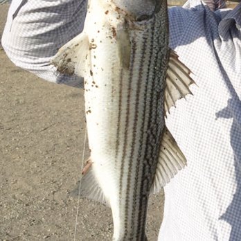 San Luis Reservoir State Recreation Area - My New Catch Record - 24" Long Striper! What a beautiful fish ! - Recreation Centers Near Me - Gustine, California San Luis Reservoir State Recreation Area - My New Catch Record - 24" Long Striper! What a beautiful fish ! - Recreation Centers Near Me - Gustine, California