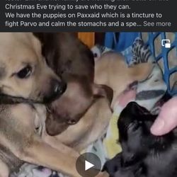 Rompin Paws Rescue - Parvo deaths from December 2022.