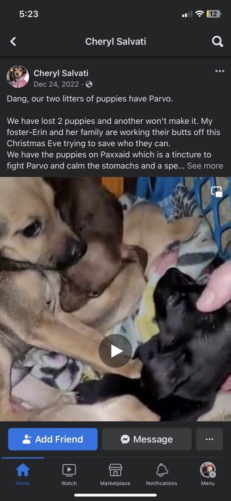 Rompin Paws Rescue Image