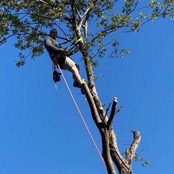 That Guy's Tree Service - That guys tree service climbing - Tree Services Near Me That Guy's Tree Service - That guys tree service climbing - Tree Services Near Me