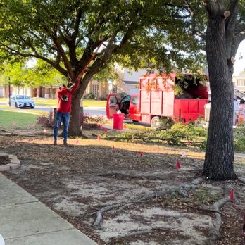 Tree Services World - 2 Huge Trees with Invasive and Hazardous Roots - Tree Services Near Me - Duncanville, Texas Tree Services World - 2 Huge Trees with Invasive and Hazardous Roots - Tree Services Near Me - Duncanville, Texas