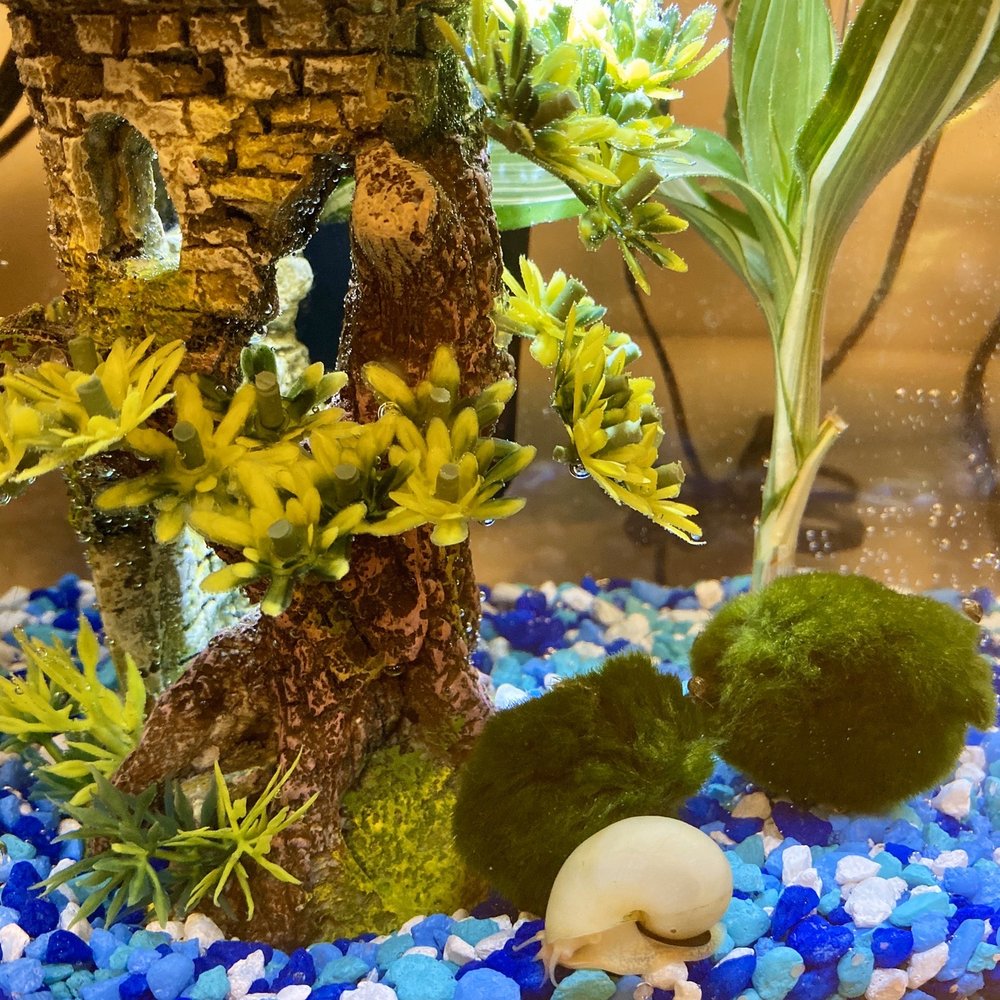 Just a happy little snail