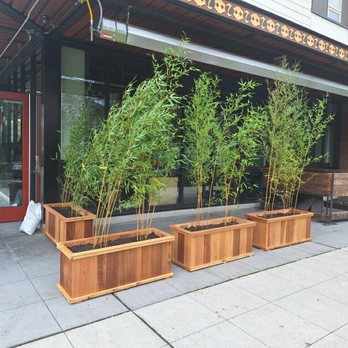 Bamboo Collective - Golden Crookstem bamboo at "That Brown Girl Cooks", restaurant 1600 E. Madison St, Seattle - Nurseries & Gardening Near Me - Seattle, Washington Bamboo Collective - Golden Crookstem bamboo at "That Brown Girl Cooks", restaurant 1600 E. Madison St, Seattle - Nurseries & Gardening Near Me - Seattle, Washington