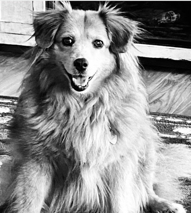 IRVINGTON PET CLINIC Updated May 2024 15 Reviews 6738 E