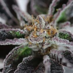Chronic Therapy