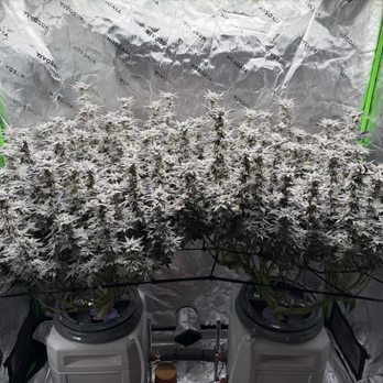 The Green Solution - clones - Cannabis Dispensaries Near Me - Fort Collins, Colorado The Green Solution - clones - Cannabis Dispensaries Near Me - Fort Collins, Colorado