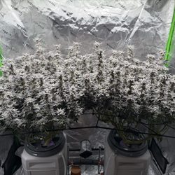 The Green Solution - Clones