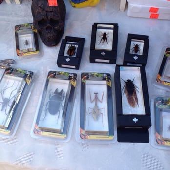 Red Barn Flea Market - Bugs in acrylic at an outdoor booth - Flea Markets Near Me - Bradenton, Florida Red Barn Flea Market - Bugs in acrylic at an outdoor booth - Flea Markets Near Me - Bradenton, Florida