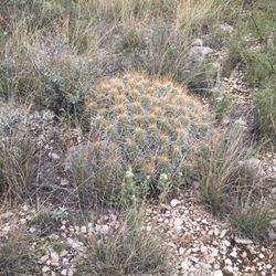 Yucca Canyon trail