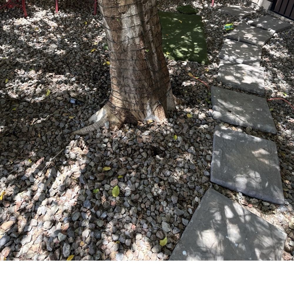 Valley Tree Care - Same how can I tell any work was done with these pictures. - Tree Services Near Me - Phoenix, Arizona Valley Tree Care - Same how can I tell any work was done with these pictures. - Tree Services Near Me - Phoenix, Arizona