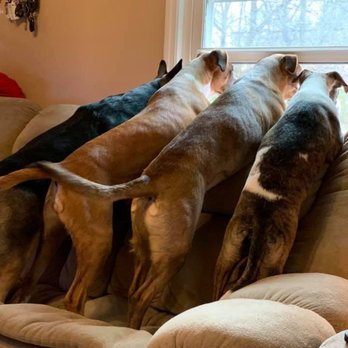 Fur-Ever Paws Dog Rescue - Animal Shelters Near Me
