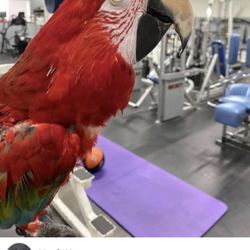 Strength Beyond Gym & Fitness - Owner letting his bird hang out in workout area leading to more cleanliness issues