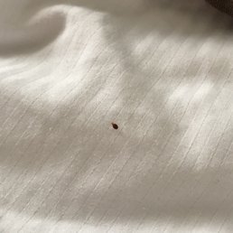Live bed bug found on bed.