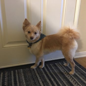 Doggie Days - Pet Sitting Near Me - Chula Vista, California Doggie Days - Pet Sitting Near Me - Chula Vista, California