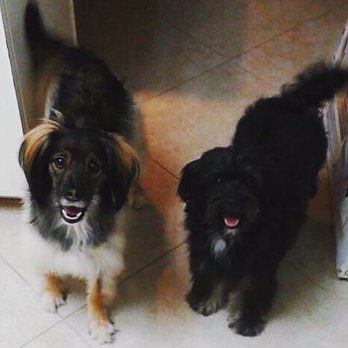 Dog Gone Pretty - My two happy pups after seeing Eva at Dog Gone Pretty! - Pet Groomers Near Me - Huntington Beach, California