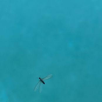 Encino’s Best Termite Solutions - Subterranean termite swarmer in a pool - Pest Control Near Me - Encino, California Encino’s Best Termite Solutions - Subterranean termite swarmer in a pool - Pest Control Near Me - Encino, California