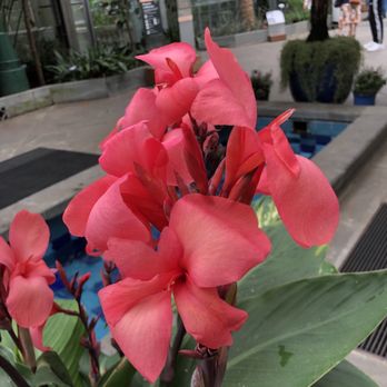 United States Botanic Garden - Botanical Gardens Near Me - Washington, DC, District of Columbia United States Botanic Garden - Botanical Gardens Near Me - Washington, DC, District of Columbia