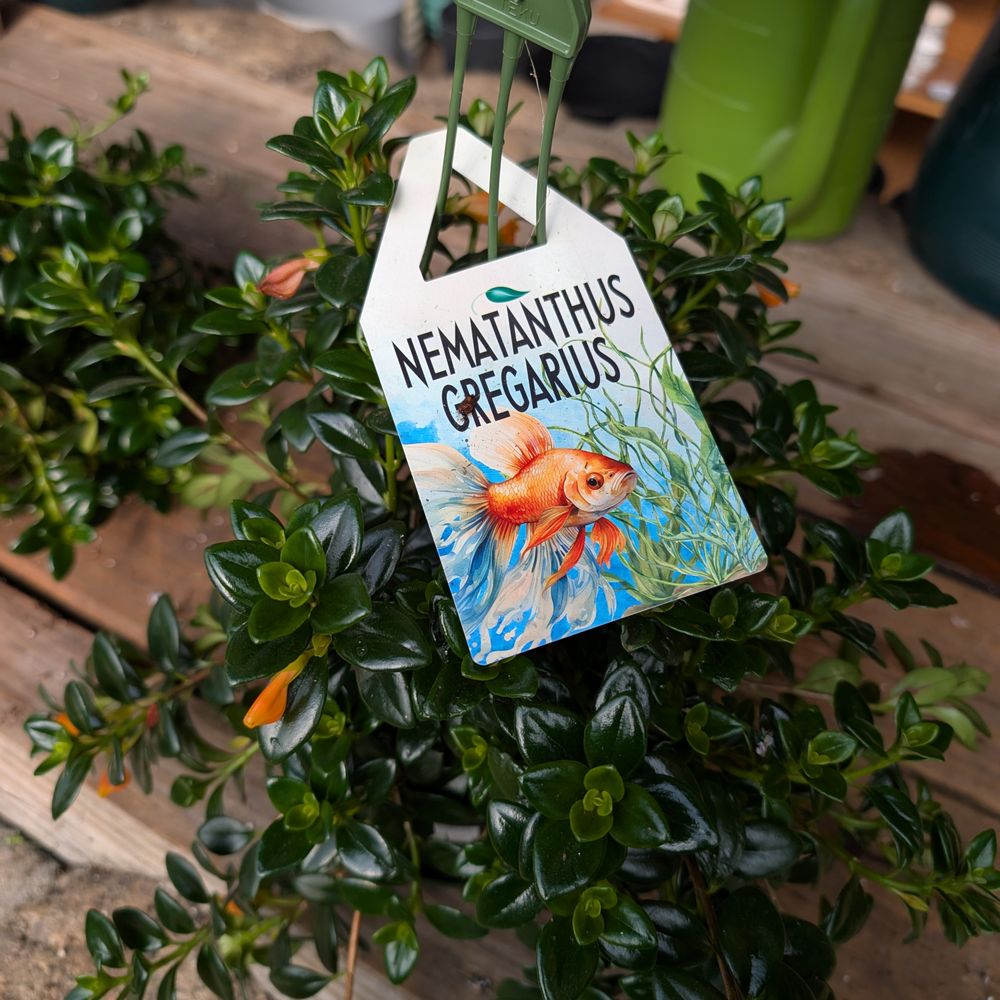 Skillin's Greenhouses - Nurseries & Gardening Near Me - Falmouth, Maine