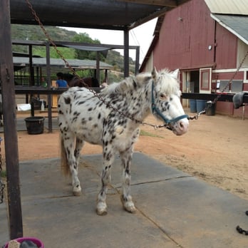 Quail Haven Farm - Horseback Riding Near Me - Vista, California