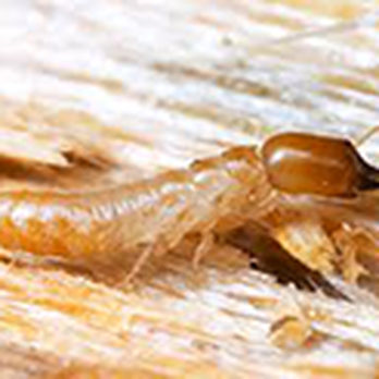 Pest Terminator - Pest Control Near Me - South Chesterfield, Virginia Pest Terminator - Pest Control Near Me - South Chesterfield, Virginia
