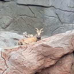 Mountain goat Mountain goat