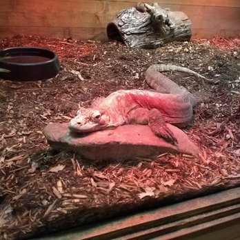 Fort Wayne Zoo - Komodo dragon - Zoos Near Me - Fort Wayne, Indiana Fort Wayne Zoo - Komodo dragon - Zoos Near Me - Fort Wayne, Indiana