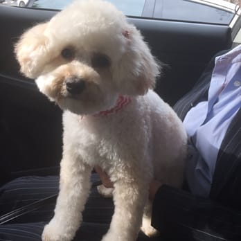 Ann's Pet Grooming - Pet Groomers Near Me - Brea, California Ann's Pet Grooming - Pet Groomers Near Me - Brea, California