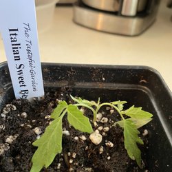 The Tasteful Garden - Not the minimum 2" -6" as advertised.
