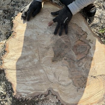 Urban Tree Specialists - The stump before removal - Tree Services Near Me - Kansas City, Missouri Urban Tree Specialists - The stump before removal - Tree Services Near Me - Kansas City, Missouri