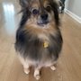 Photo of Barks and Bubbles Grooming