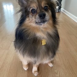 Barks and Bubbles Grooming