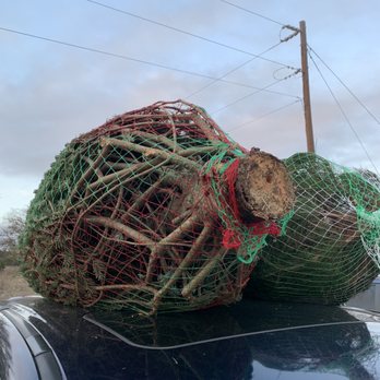 Pipe Creek Christmas Tree Farm - Secured and loaded. - Christmas Trees Near Me - Pipe Creek, Texas Pipe Creek Christmas Tree Farm - Secured and loaded. - Christmas Trees Near Me - Pipe Creek, Texas