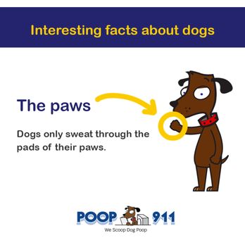 POOP 911 - Pet Waste Removal Near Me POOP 911 - Pet Waste Removal Near Me