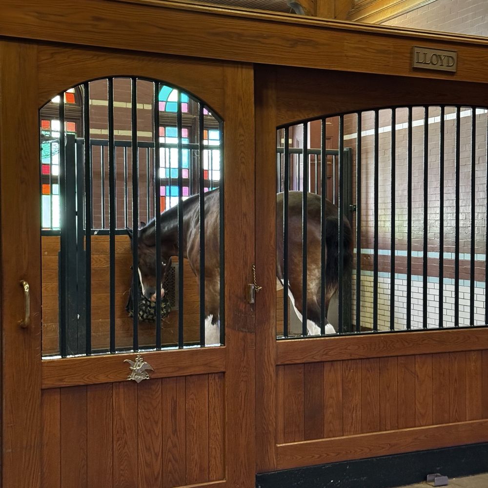 Visit to the Clydesdales