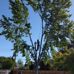 Halfway through our tree removal. They made quick work of our tree removal and did a great job.