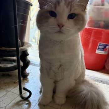 Kittington’s Mobile Cat Grooming - Pet Groomers Near Me Kittington’s Mobile Cat Grooming - Pet Groomers Near Me