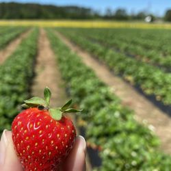 Henley Farms