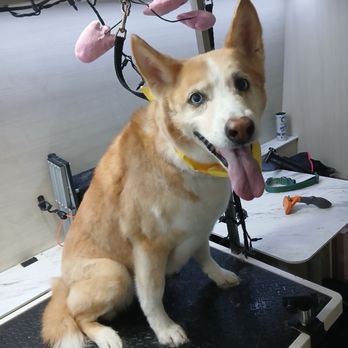 Pup Spa - Pet Groomers Near Me