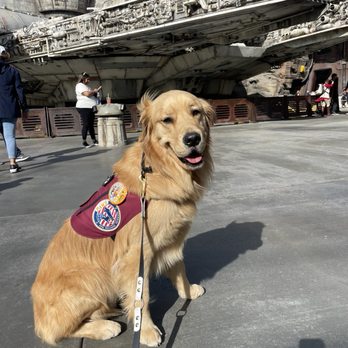Canine Support Teams - Pet Training Near Me - Murrieta, California