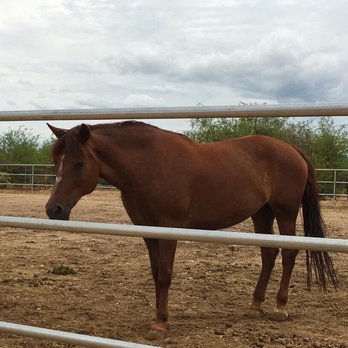 Equine Voices - Pet Adoption Near Me - Amado, Arizona