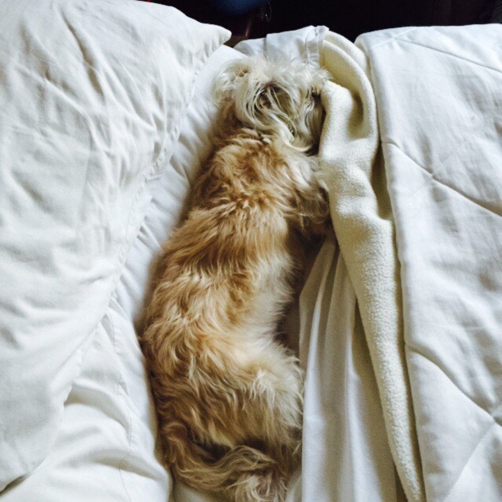 Second to None Pets - Prince sleeping after all the fun he has had. - Dog Walkers Near Me Second to None Pets - Prince sleeping after all the fun he has had. - Dog Walkers Near Me