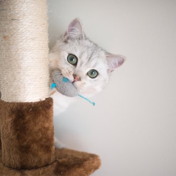 Catnificent Cattery - Pet Breeders Near Me
