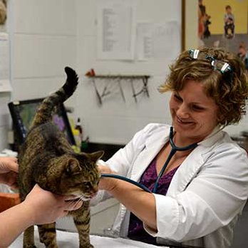 Jamestown Veterinary Hospital - Veterinarians Near Me - Jamestown, New York Jamestown Veterinary Hospital - Veterinarians Near Me - Jamestown, New York