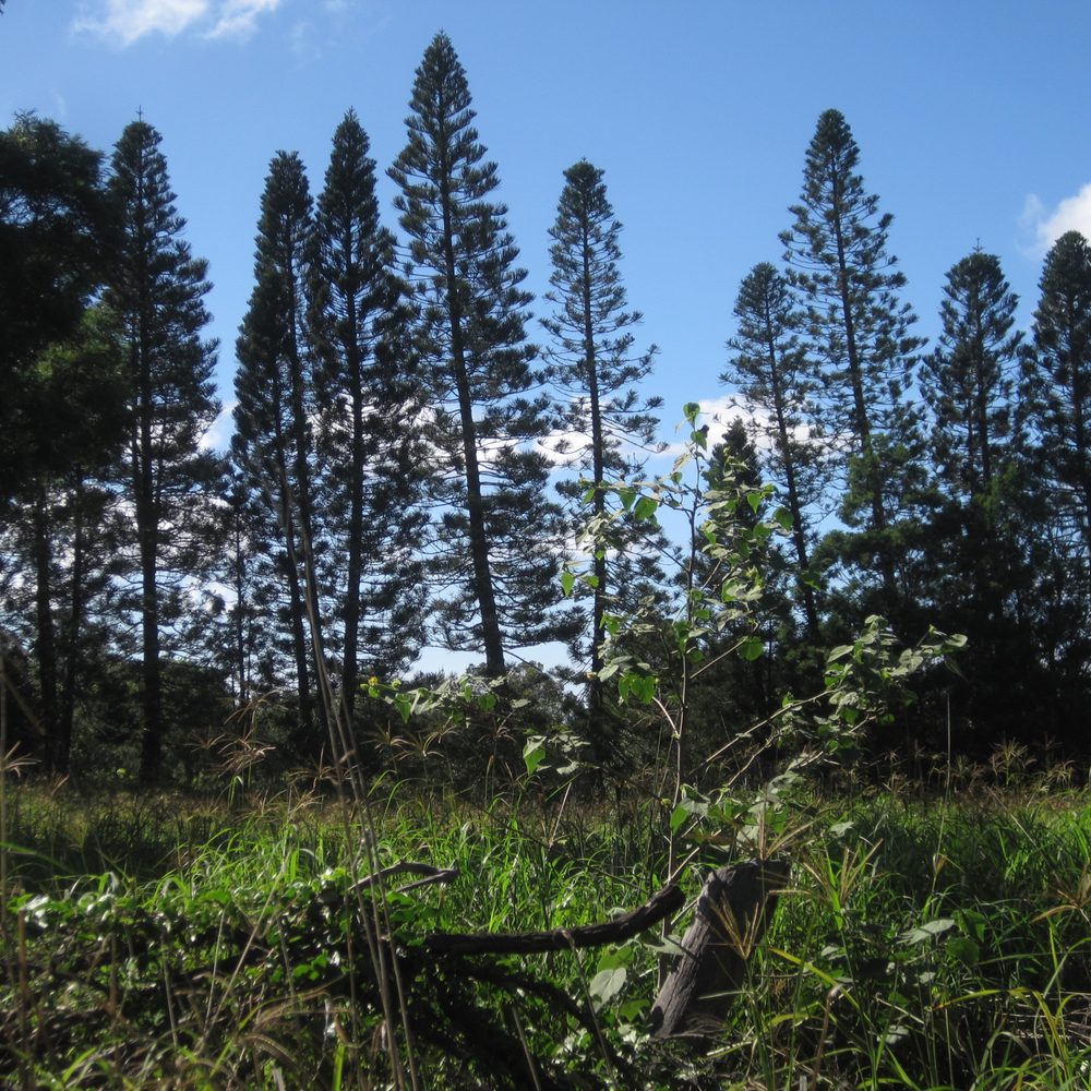 Waimea Nature Park - Dog Parks Near Me - Waimea, Hawaii Waimea Nature Park - Dog Parks Near Me - Waimea, Hawaii